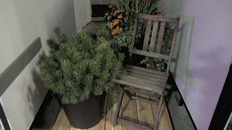 🌺 2018 Canada Blooms. Balconies Bloom