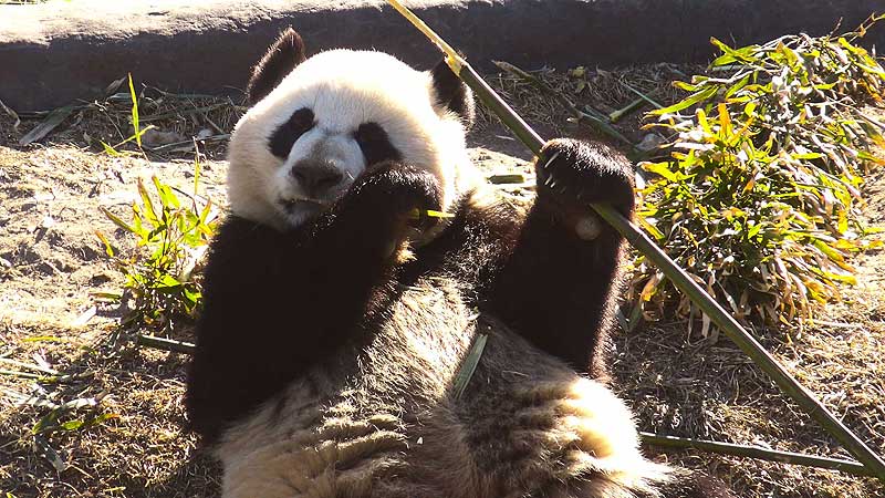 🐻🌳🐼 2018 Toronto Zoo. Farewell to Giant Pandas. Torontonians Say Goodbye