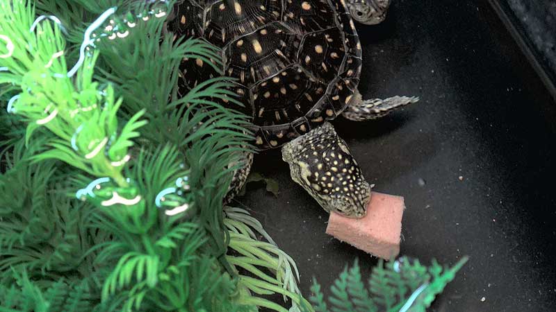 🐻🌳🐢 2018 Toronto Zoo. New Blanding's Turtle Exhibit Opening