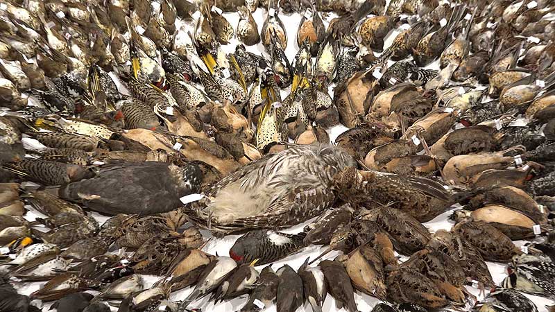 👨‍🔬🔬🐦 2018 OSC. FLAP Canada Annual Bird Layout