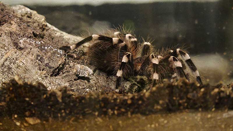 🖼️🕷️🕸️ 2018 ROM Spiders: Fear & Fascination Behind-the-Scenes