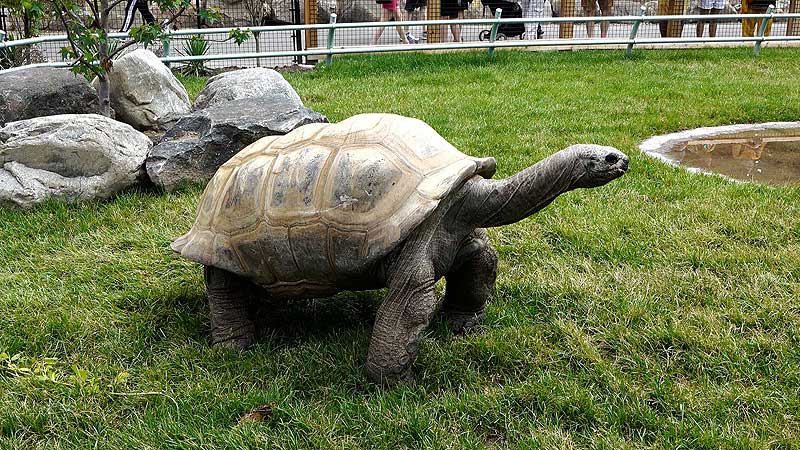 🐻🌳🐢 2018 Toronto Zoo. New Aldabra Tortoise Outdoor Exhibit