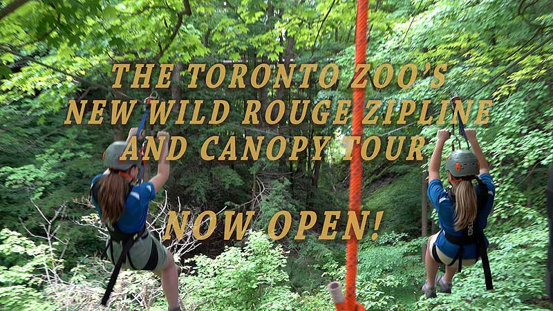 🐻🌳 2018 Toronto Zoo. NEW Wild Rouge Zipline