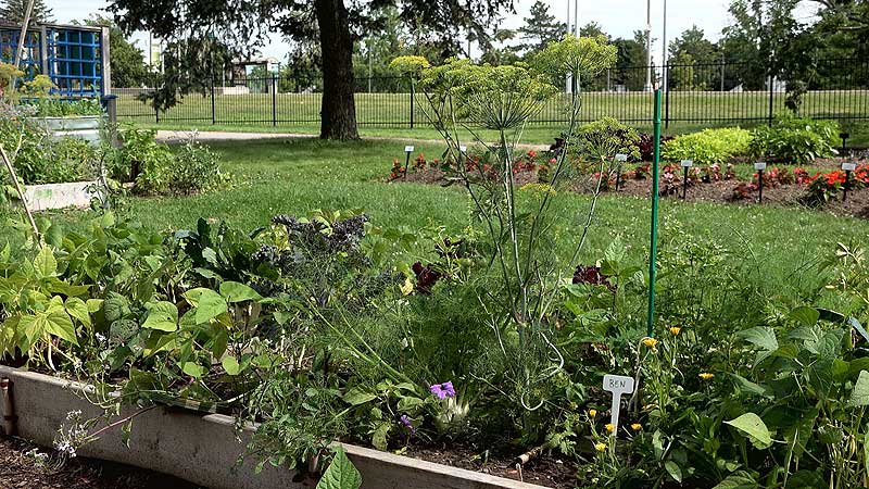 🥕🍅🥔 2018 RBG Ontario's Summer Vegetable Harvest