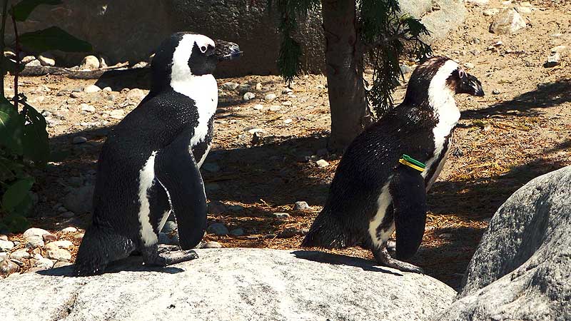 🐻🌳🐧 2018 Toronto Zoo. Pinguins' World