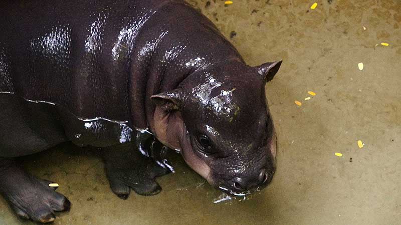 🐻🌳🦛 2018 Toronto Zoo. Baby Pygmy Hippo Public Debut