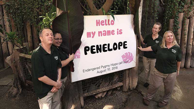 🐻🌳🦛 2018 Toronto Zoo. Baby Pygmy Hippo Has A Name!