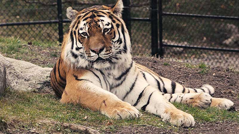 🐻🌳🐅 2018 Toronto Zoo. Amur Tigers Return
