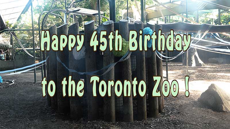 🐻🌳🎂 2019 Toronto Zoo. Happy 45th Birthday