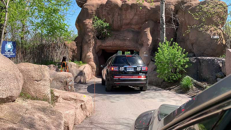2020 Toronto Zoo 🐻🌳🦧 Scenic Safari Drive-Through 🚗