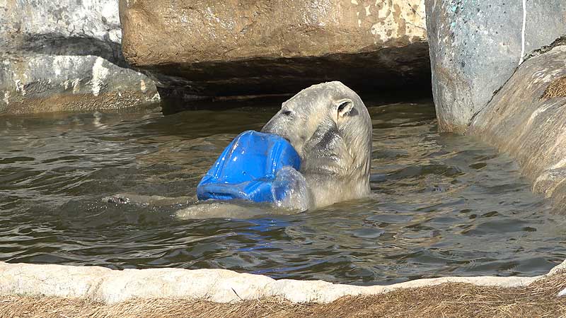 2020 Toronto Zoo 🐻‍❄️🌳  Playful Polar Bear. Spring Highlights
