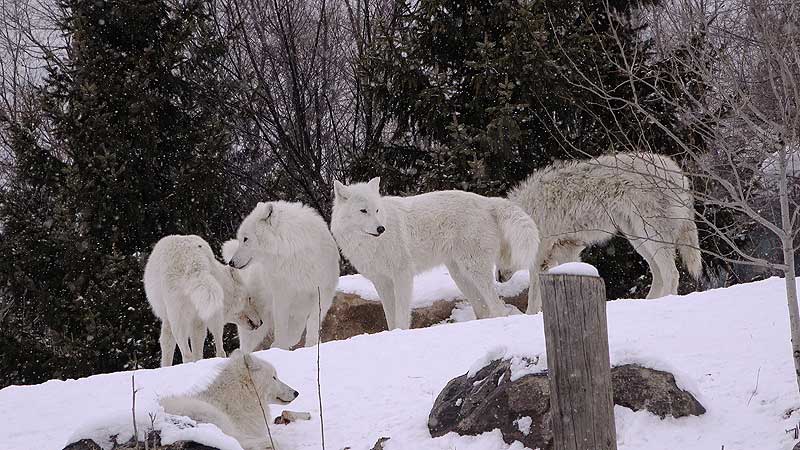 2020 Toronto Zoo 🐻🌳❄️ Winter Wonderland  Walkthrough 🚶