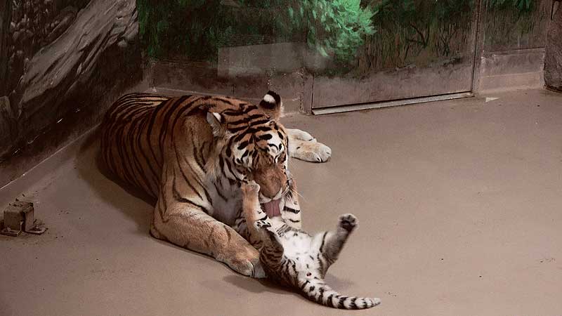 2021 Toronto Zoo 🐻🌳🦧 Amur Tiger Cub Make First Public Appearance 🐯