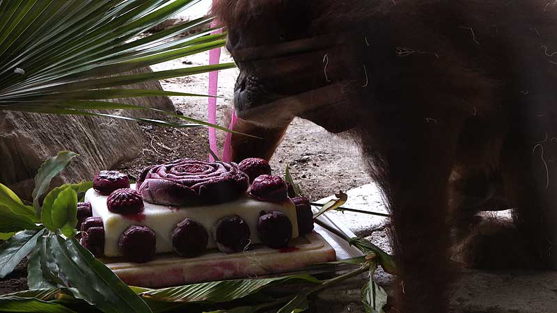 2021 Toronto Zoo 🐻🌳🦧 Celebrating Puppe, the Oldest Sumatran Orangutan's, 54th Birthday 🦧