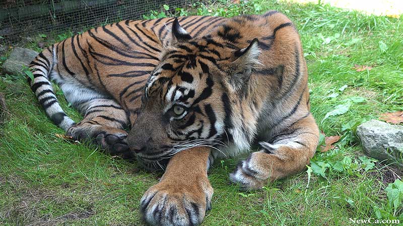 2021 Toronto Zoo 🐻🌳🦧 The Most Memorable Moments of the Summer