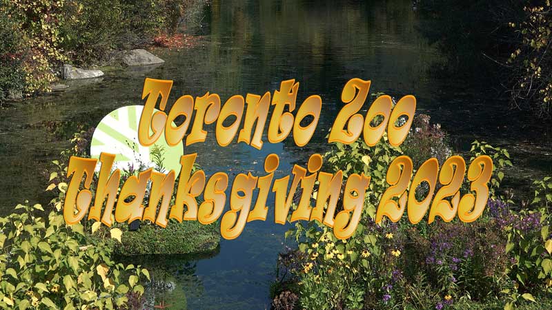 2023 Toronto Zoo 🐻🌳🦧 Thanksgiving 🎃 Photo Friendly Family Experience 👪📷