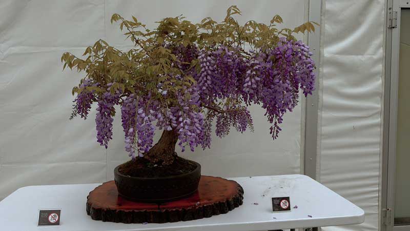 2024 Toronto Zoo 🐻🌳🦧 Bonsai EX on Victoria Day Weekend 💮