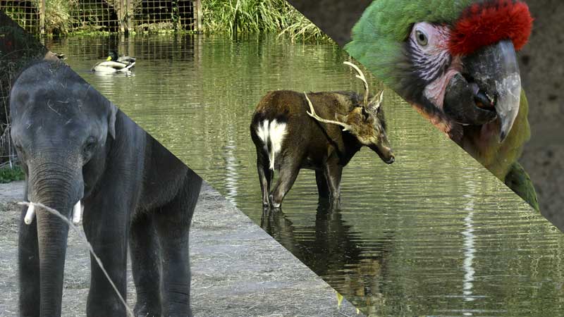 2024 🦒🦁🦓 African Lion Safari Drive-Thru & Walk-Thru Magnificent Views Tour 🚘🚶🚶 (4K 60p HDR)