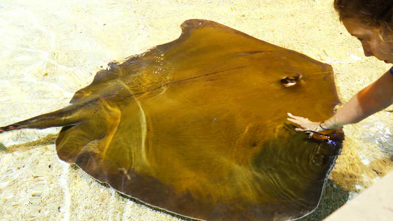 2024 🌊🐟🦈 Ripley's Aquarium of Canada Tour 🐠🐙🦞🦀🐡 Underwater Adventure