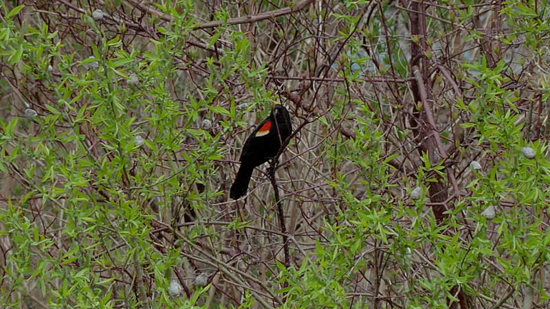 2025 🌸 Toronto Zoo Spring. Beautiful Animal Encounters. Nature Walk Tour