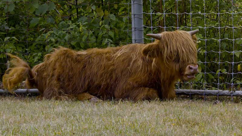 2025 🐮🐮 Highland Cows Debut at Toronto Zoo  | Adorable Shaggy Brothers Arrive!